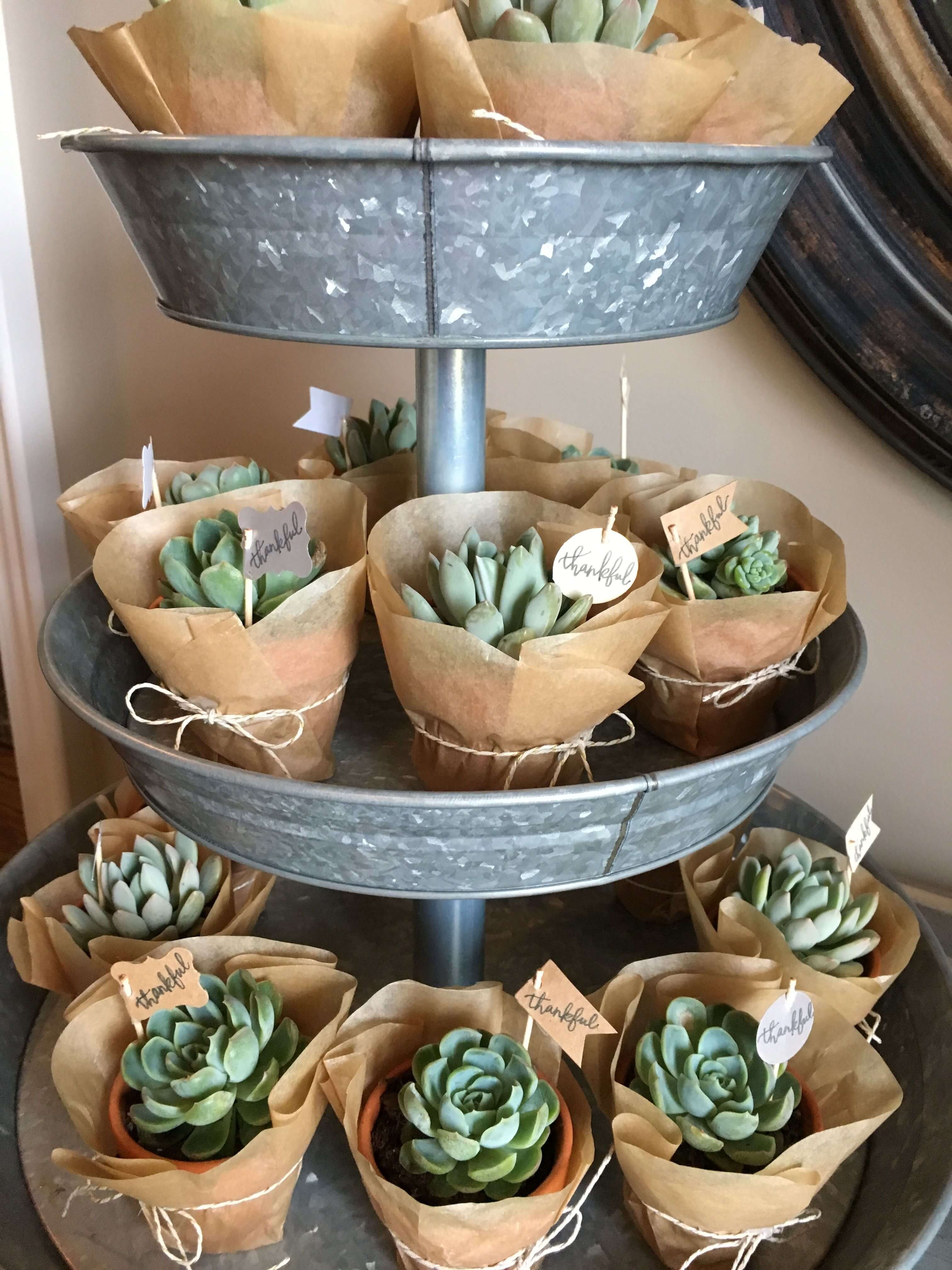 succulent plant baby shower favor